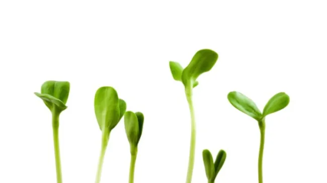 sprouts
